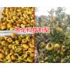贵龙科技金刺梨_贵龙科技金刺梨小苗哪里有销售_安龙鑫茂生物