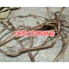 贵州山豆根供应商&云南山豆根价格中心?