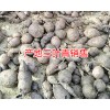 新三叶青多少钱一斤_中药材三叶青收购公司