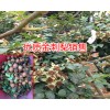 无籽刺梨几年挂果_无籽刺梨苗多少一株_	野刺梨泡酒的功效