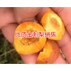 新贵龙科技金刺梨种苗销售商_金刺梨种植技术资料大全