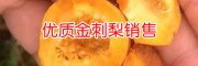 金刺梨供应厂家_求购贵州刺梨种子和苗找哪里?