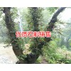 贵州铁皮石斛_安龙铁皮石斛花今年价格怎么样?