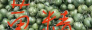 黄精种苗批发|个旧黄精种苗多少钱一斤