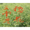 云南冬樱花小苗哪里有销售#红河附近哪里有樱花树苗销售