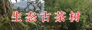 千年古茶树合作项目/古茶树的价值-