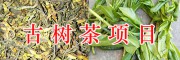 云南古树茶生产项目：千亩古茶树、百亩大树茶