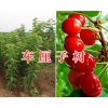 红河进口车厘子苗栽培基地-车厘子樱桃苗供应