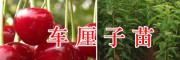2年生车厘子树苗-云南车厘子树苗/400-6633-626