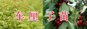 2019红河秋姬李子苗价格—车厘子大樱桃苗批发价-个旧农业