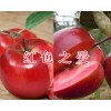 红色之爱苹果多少钱一斤&红河红色之爱苹果销售/云南红色之爱