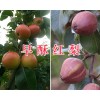 云南早酥红梨市场价格-红河早酥红梨批发商/早酥红梨供应