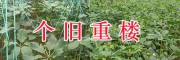 红河个旧优质滇重楼&400-6633-626-滇重楼苗批发
