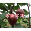 红色之爱苹果&个旧早酥红梨批发400-6633-626