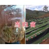 哪里有卖当归种子？云南野当归种子销售-13987235380
