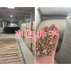 云当归播种时间#云南当归苗栽培/当归种植合作项目