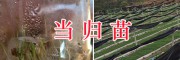 大理当归8000亩种植项目-出芽当归种子图片-大理振轩科技