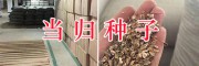 优质云当归种子/大理当归种子现货-云南药材种子信息