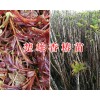 楚雄大棚香椿苗-中药材香椿苗一棵多少钱？