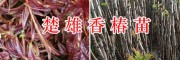 香椿苗栽培基地：楚雄腾烊中草药香椿苗销售