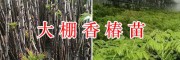 香椿树苗价格&云南香椿苗批发/13577804428
