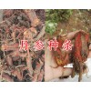 四川丹参产地-紫花丹参种条销售/四川紫花丹参中药材种植网