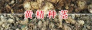 四川黄精种茎-红花高杆滇黄精/紫花丹参批发价格