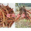 哪里销售紫花野丹参-四川紫花丹参价格