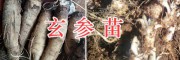 玄参苗种根销售-保山玄参*400-6633-626