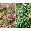 瓜蒌种苗多少钱一棵#云南瓜蒌苗销售&瓜蒌种根苗