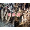 保山玄参苗出售&400-6633-626云南哪里卖玄参苗