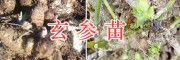 玄参种苗供应【400-6633-626】保山玄参苗产地