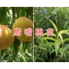 云南哪有鹰嘴桃苗：鹰嘴桃种苗销售&鹰嘴桃苗价格