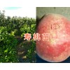云南哪有中华寿桃苗卖？大理寿桃苗基地直销