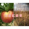 2018大理新品种桃苗：太阳红桃苗&优质鹰嘴桃苗-德国桃李苗