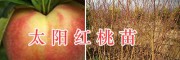 太阳红桃苗-大理优质桃树苗&太阳红桃苗批发