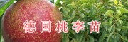 云南桃李苗价格-大理桃苗批发基地：德国桃李苗