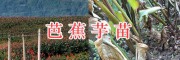 2018年芭蕉芋苗供应-芭蕉芋种植包收购/普洱芭蕉苗