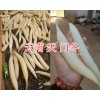 云南中药材天冬_云南天门冬批发-青野中药材