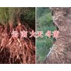 天门冬种子#云南大天冬种苗-云南天冬—云南药材供应信息