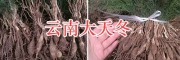 天门冬种苗多少钱？云南大天冬种苗供应-无偿技术指导