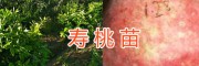 桃园培育基地培育优质新品种桃苗