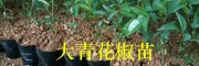 云南花椒苗栽培：大青花椒苗繁育技术-购苗技术指导
