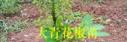 80万棵一年生青花椒苗_昭通大青花椒苗批发