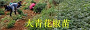 云南青花椒苗品种-大青花椒苗栽培技术