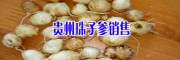 珠子参种植合作社&珠子参图片/贵州珠子参