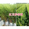 红豆杉育苗基地-昆明红豆杉苗圃-红豆杉袋苗雪松