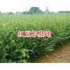 人工栽培红豆杉苗#昆明雪松1.5-2米