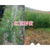 红豆杉小苗批发-昆明红豆杉苗基地/红豆杉价格