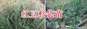 云南红豆杉种苗基地：昆明哪里红豆杉苗多？